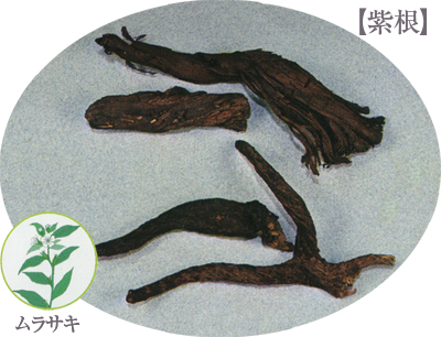 紫根